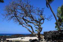 old tree on beach near dentist in holualoa